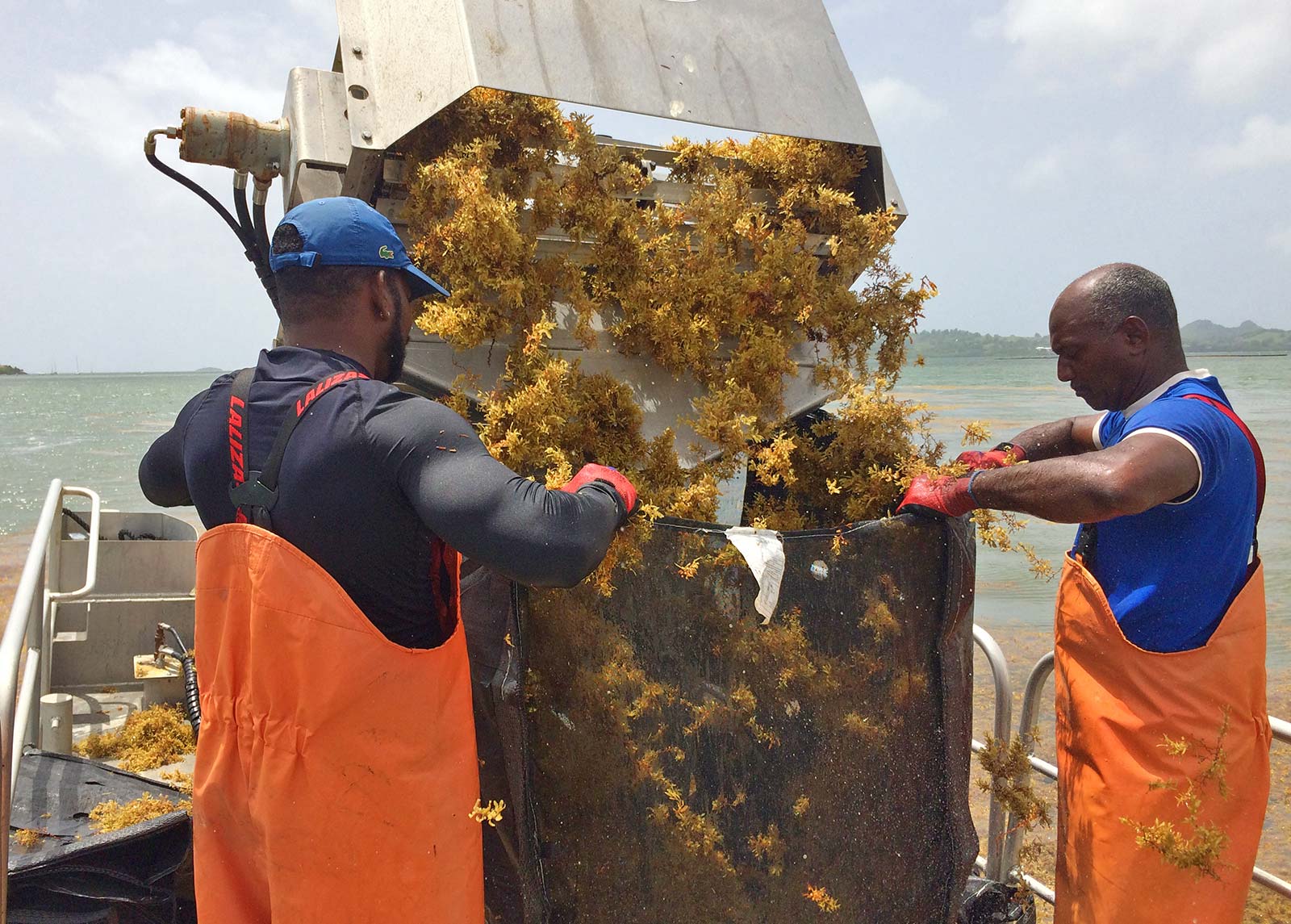 Pilote de traitement des sargasses. © DEAL Martinique