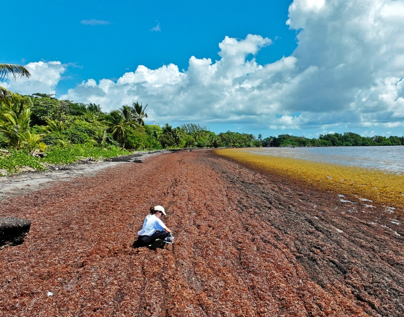 Agent collectant des sargasses sur la plage de Viard (Petit-Bourg, Guadeloupe, 2023). © BRGM – S. Chapron