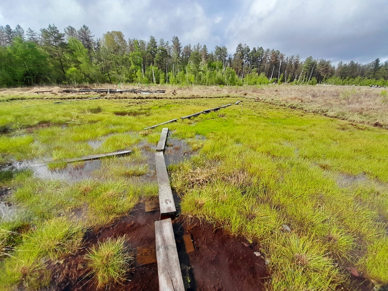 Site in La Guette in Sologne (Cher). Re-planting of suitable vegetation to improve carbon sequestration in the soil. © BRGM – L. André