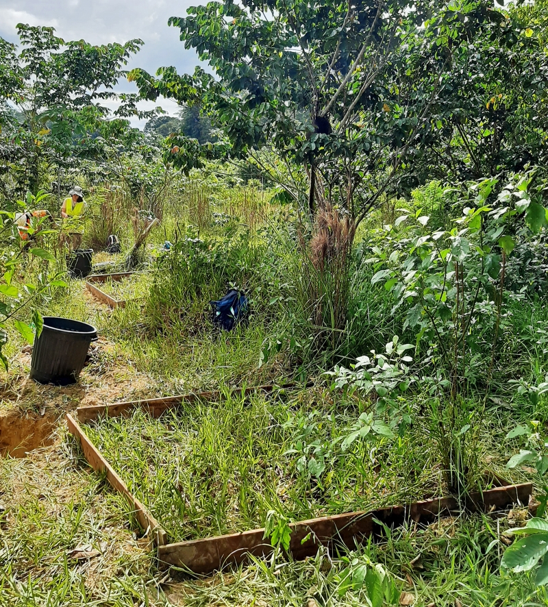 Plots for measuring surface flows in an area rehabilitated two years ago (Awa site, Grand Santi).  © BRGM