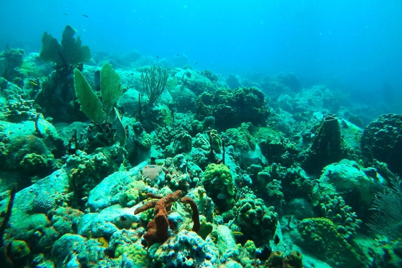 Les récifs coralliens, tout comme la végétation de haut de plage, contribuent à réduire les impacts des tempêtes sur les côtes des îles de la Caraïbe. © BRGM 