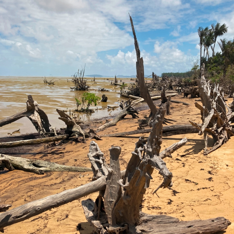 Couvrant 80 % du littoral guyanais, la mangrove côtière évolue et se déplace en fonction des migrations des bancs de vase. © BRGM - P. Vassal