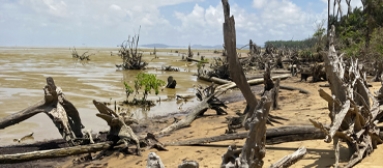 Couvrant 80 % du littoral guyanais, la mangrove côtière évolue et se déplace en fonction des migrations des bancs de vase. © BRGM - P. Vassal